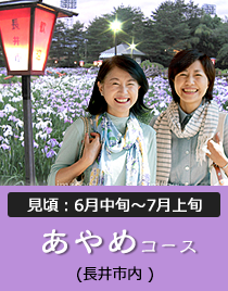 あやめコース