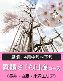 置賜桜回廊コース