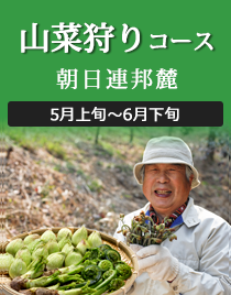 山菜狩りコース